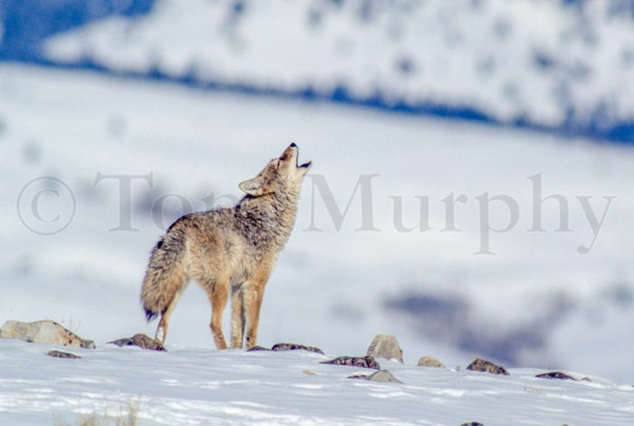 Coyote Howling