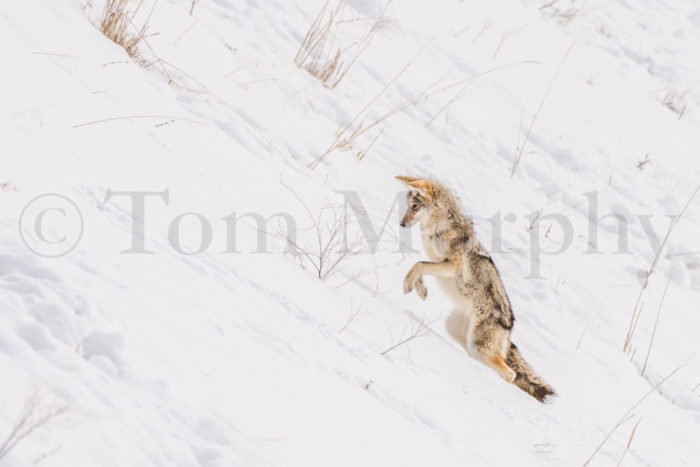 Coyote Hunting In Snow