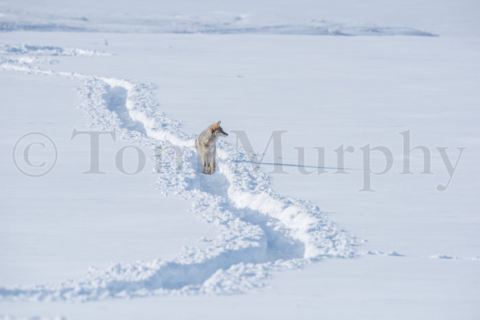 Coyote In Snow Trail