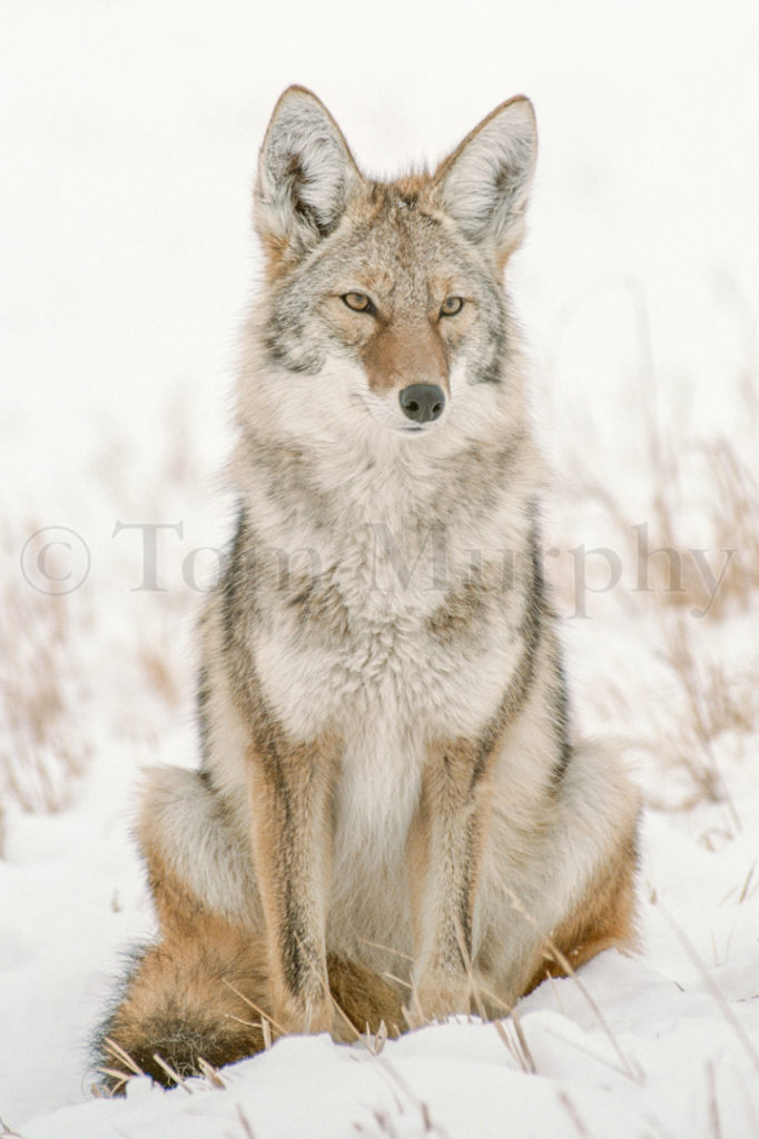Coyote Sitting Snow – Tom Murphy Photography