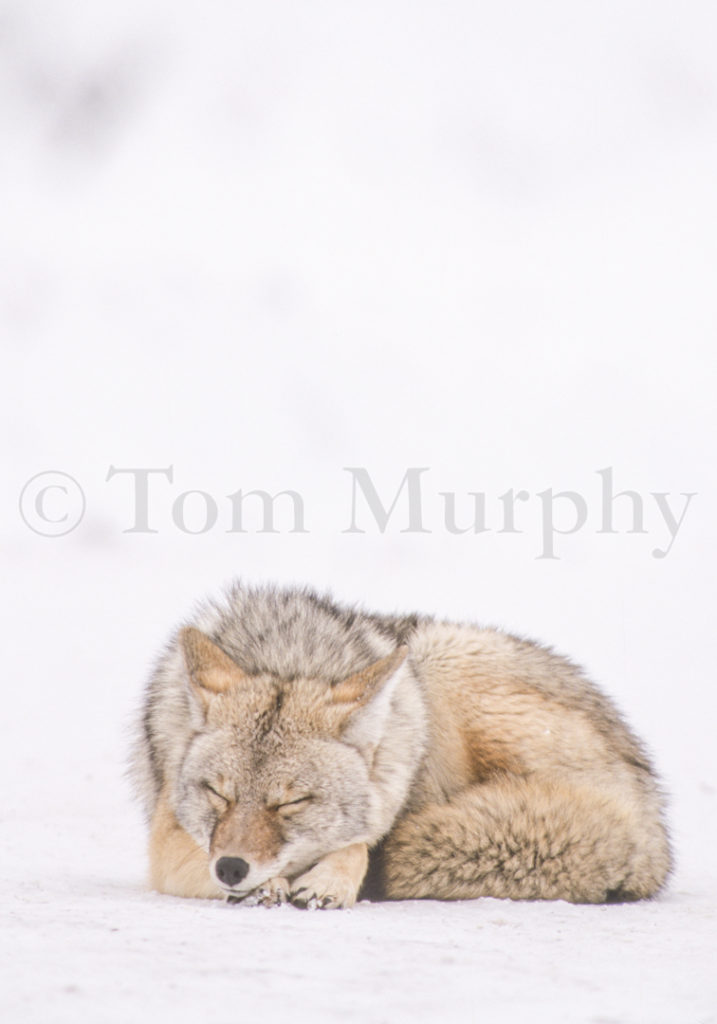 Coyote Sleeping – Tom Murphy Photography