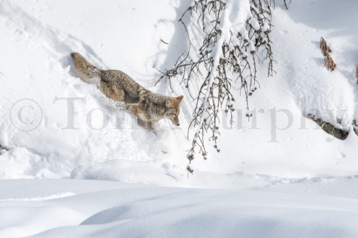 Coyote Sliding Through Snow