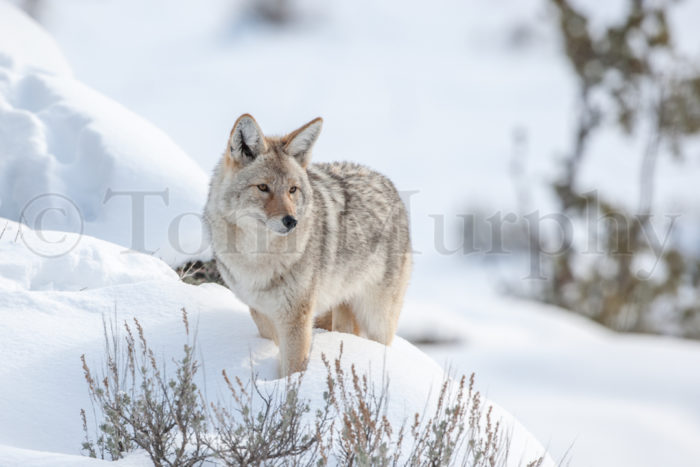 Coyote Snow Drift