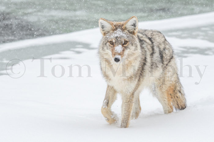 Coyote Snow Face