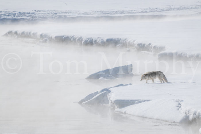 Coyote Steaming Icy Stream