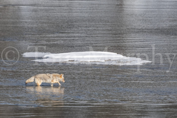 Coyote Wading Icy River
