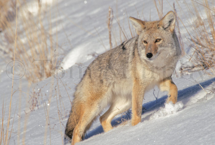 Coyote Walking Snow