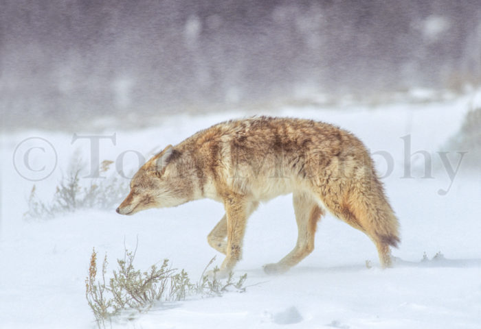 Coyote Walking Snowstorm
