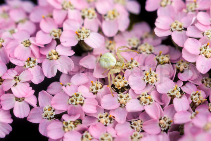 Crab Spider Phlox
