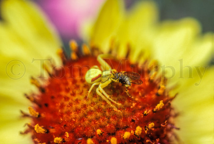 Crab Spider With Fly On Flower
