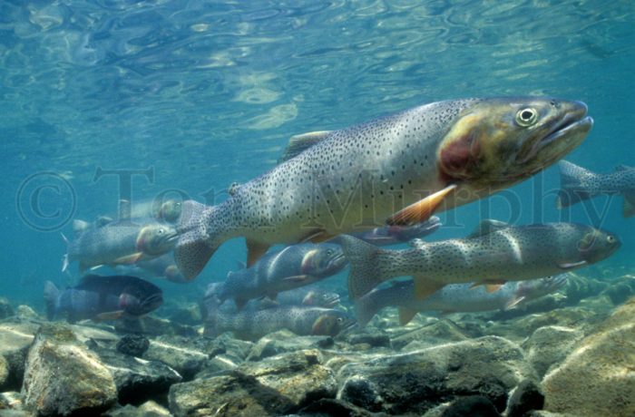 Cutthroat Trout Hover