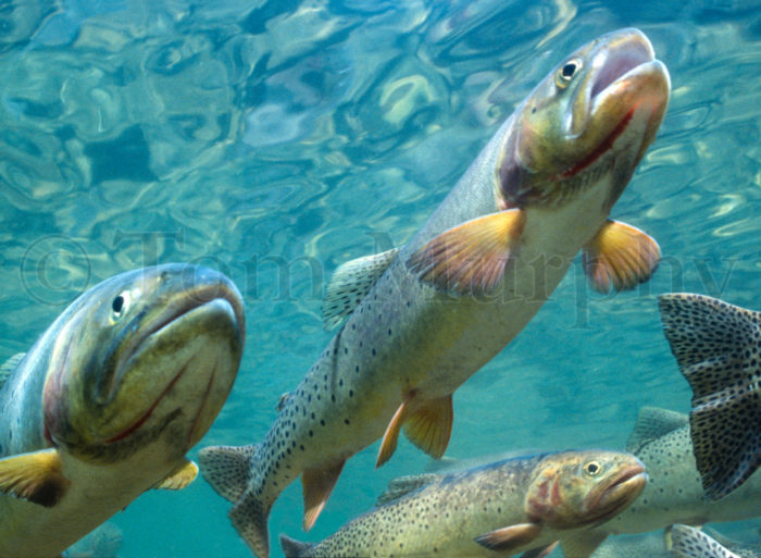 Cutthroat Trout Hover