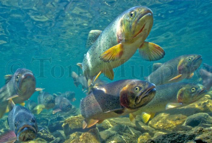 Cutthroat Trout Hover