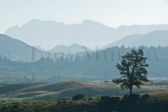 Cuttoff Mountain