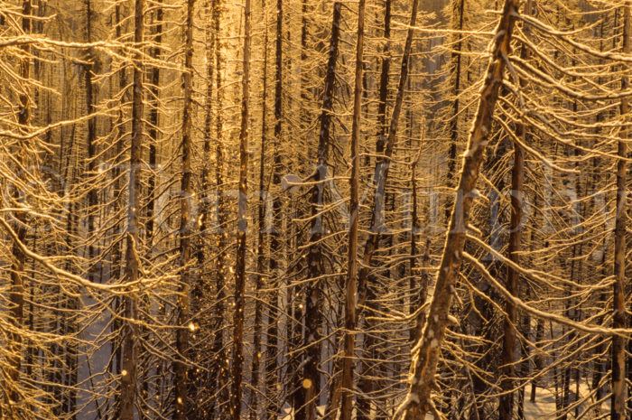 Diamnd Dust Gold Pines