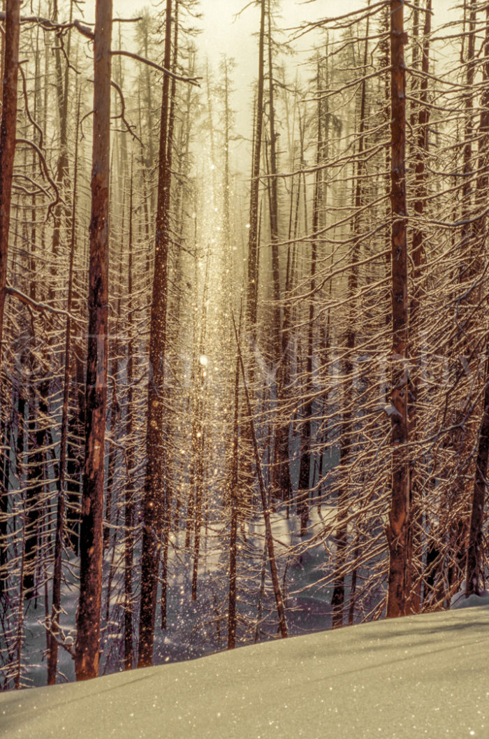 Diamond Dust Gold Pines
