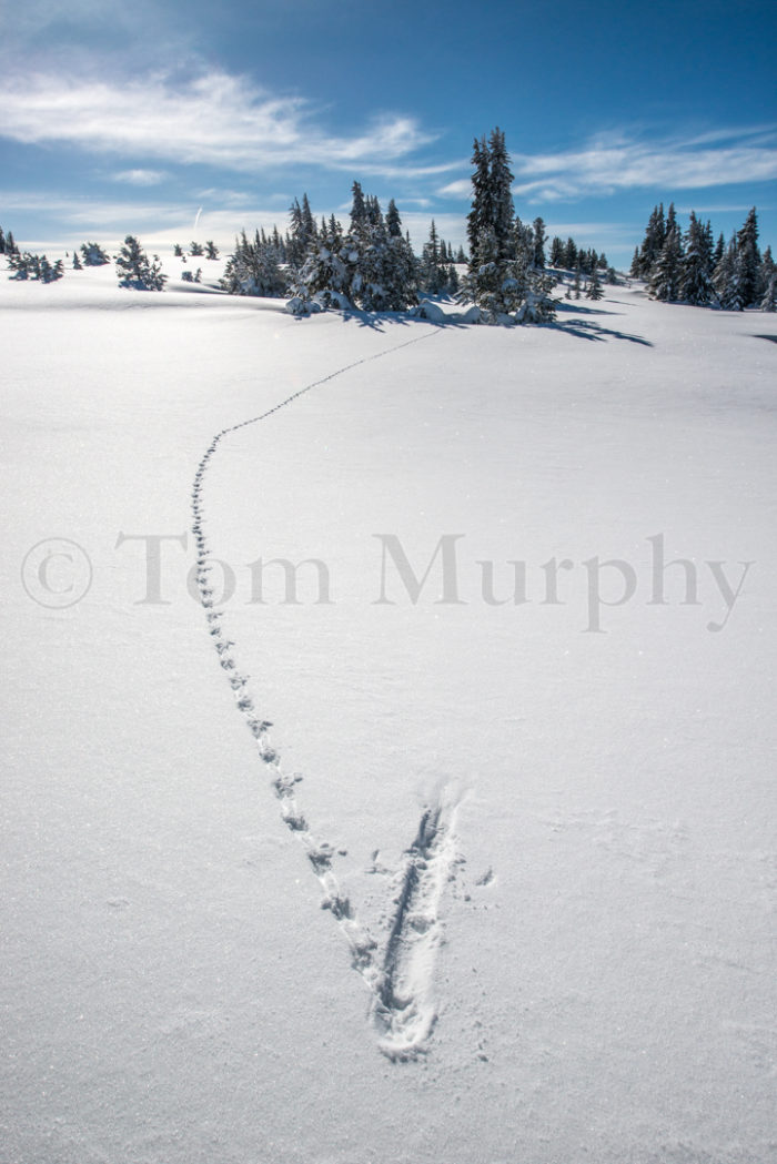 Dusky Grouse Tracks
