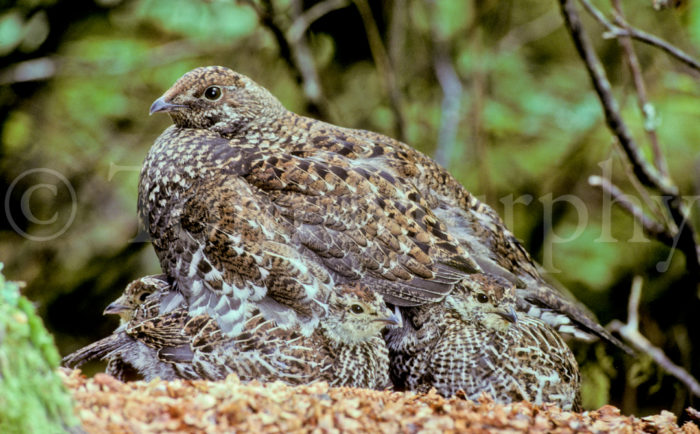 Dusky Grouse With Chicks