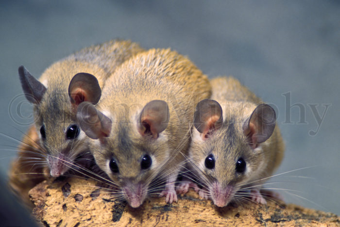 Egyptian Spiney Mice