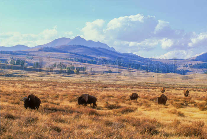 Electric Peak Bison Bulls