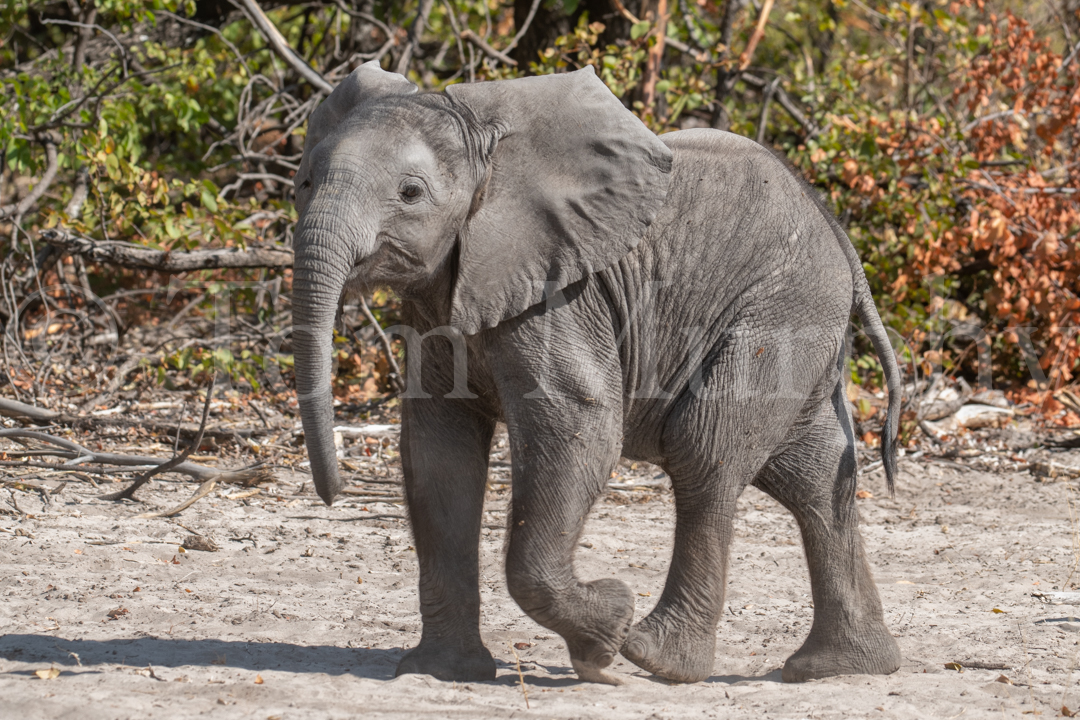 Elephant Calf Walking – Tom Murphy Photography