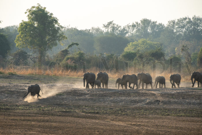 Elephant Herd Dusty Line