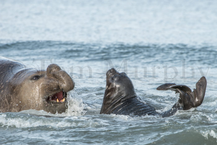 Elephant Seal Juvenile Bull Surf