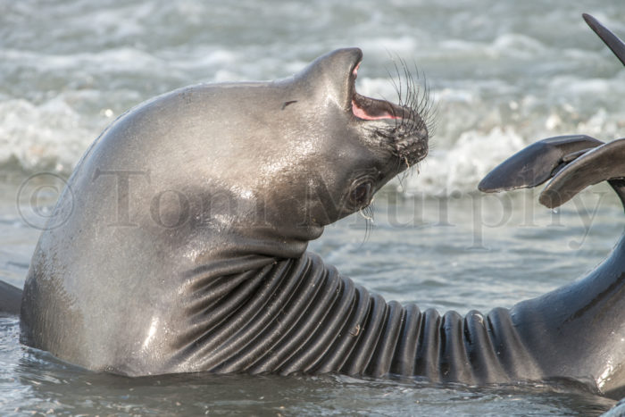 Elephant Seal Juvenile Stretching