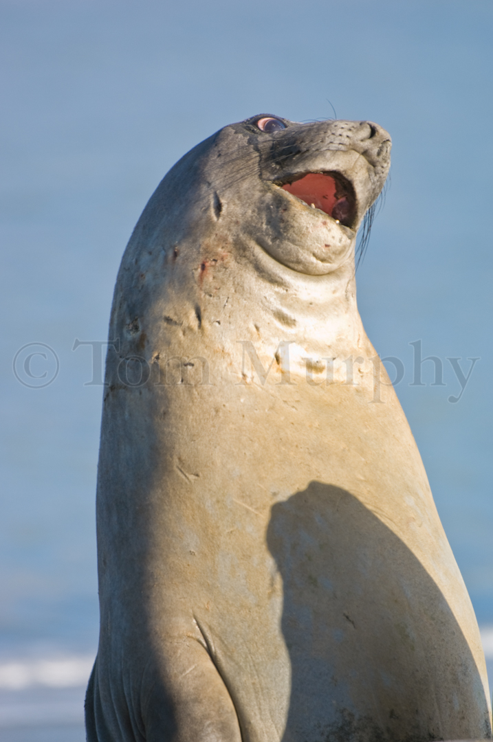 Elephant Seal Juvenile – Tom Murphy Photography