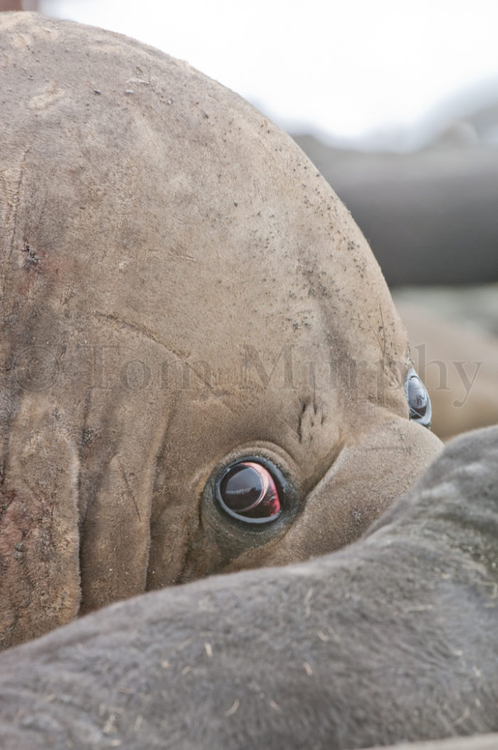 Elephant Seal Peeking