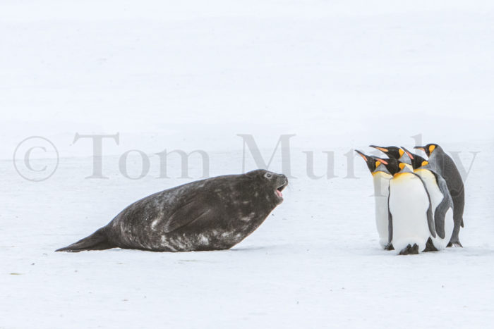 Elephant Seal Pup King Penguins