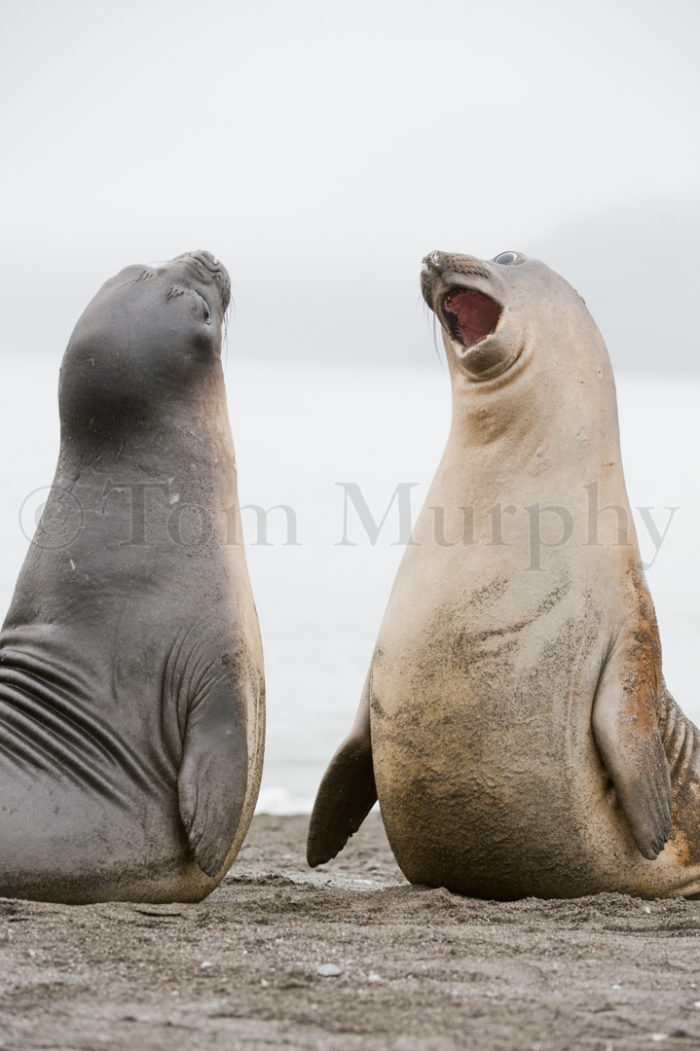 Elephant Seal Pups Playfighting