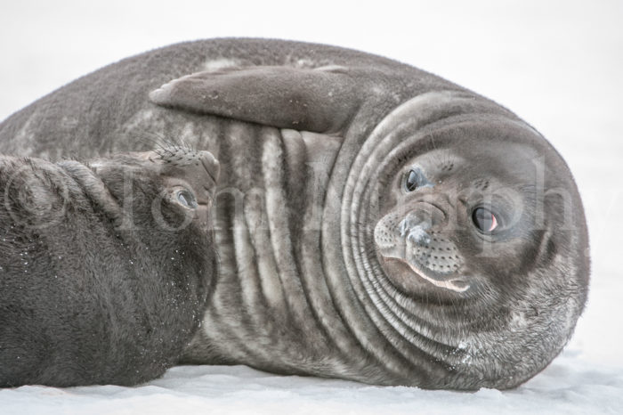 Elephant Seal Pups