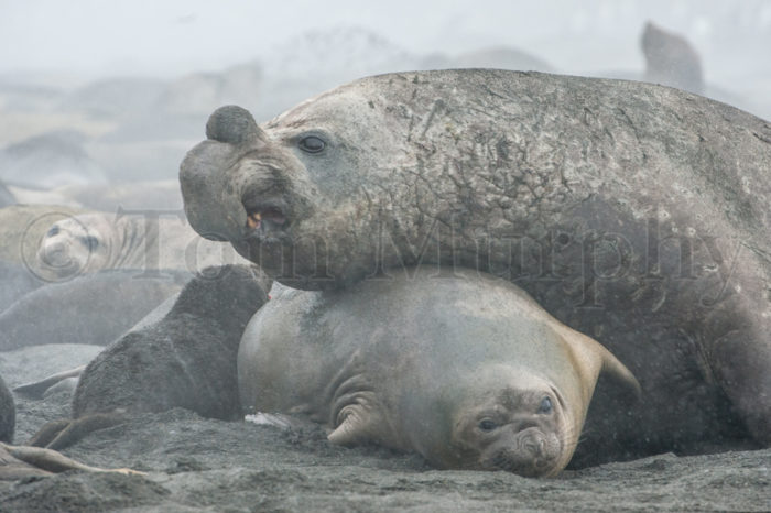 Elephant Seal Bull Cow