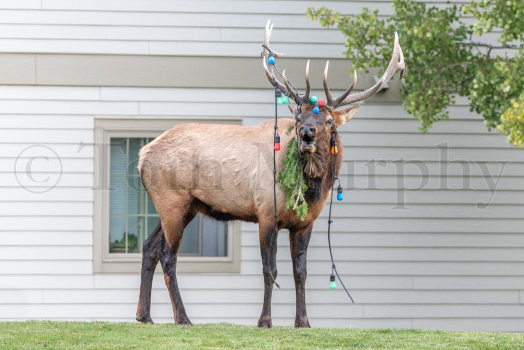 Elk Bull Christmas Lights Tom Murphy Photography