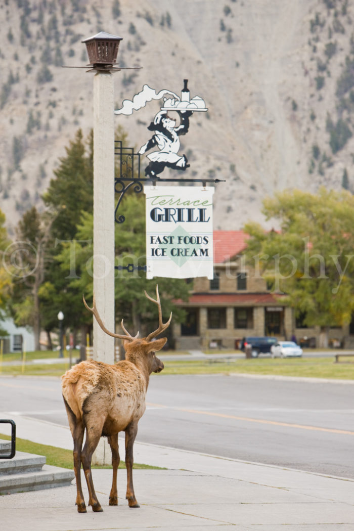 Elk Bull Ice Cream Sign