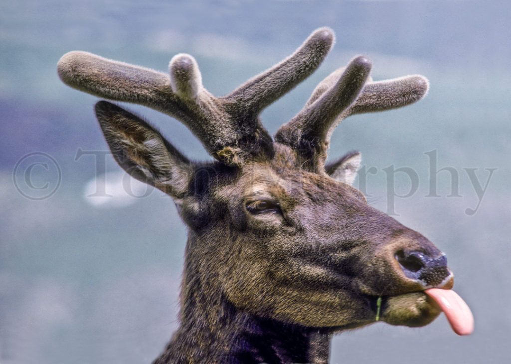 Elk Bull Tongue – Tom Murphy Photography