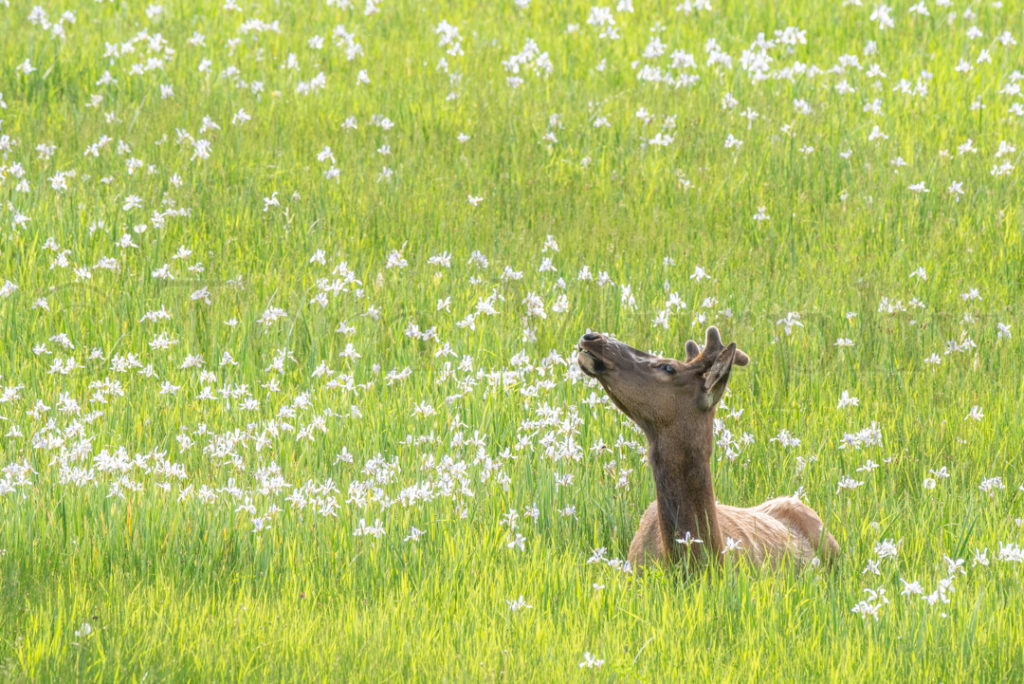 Elk Bull Velvet Antlers Iris Tom Murphy Photography