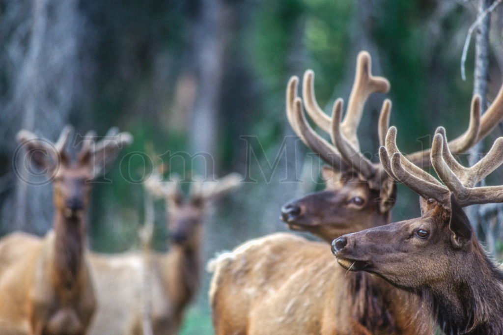Elk Bulls In Velvet – Tom Murphy Photography
