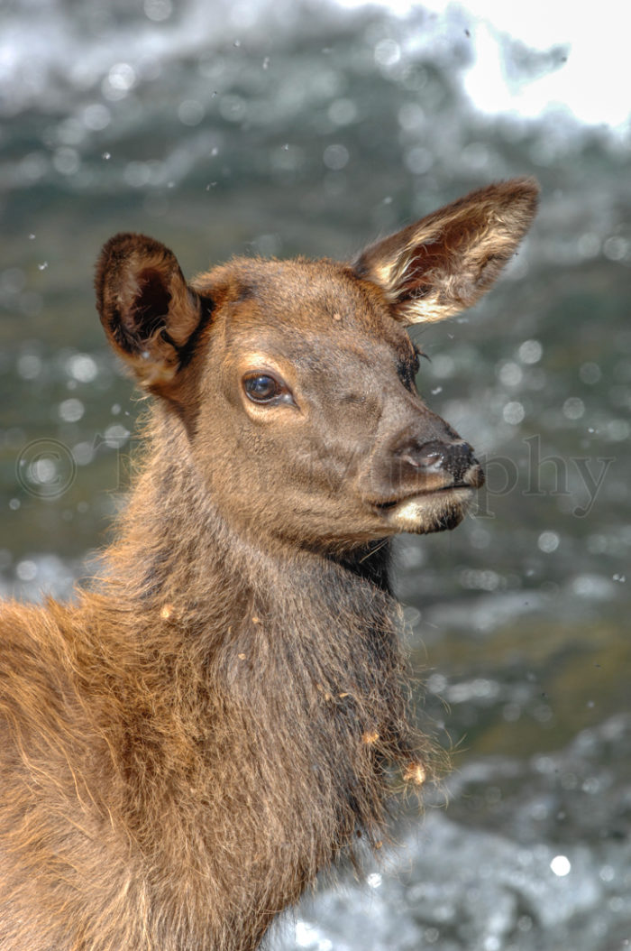 Elk Calf Head