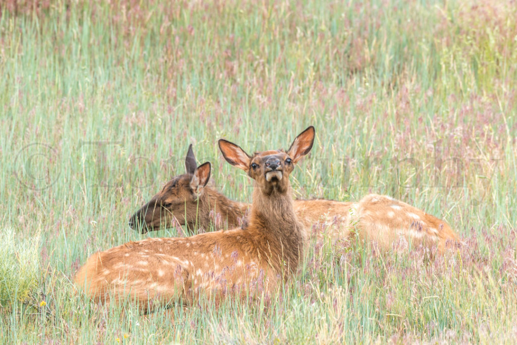 Elk Calves Resting Grass Tom Murphy Photography