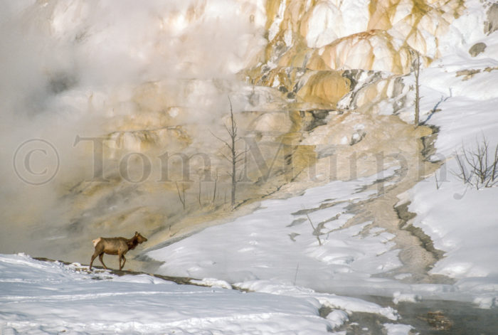 Elk Cow Canary Spring