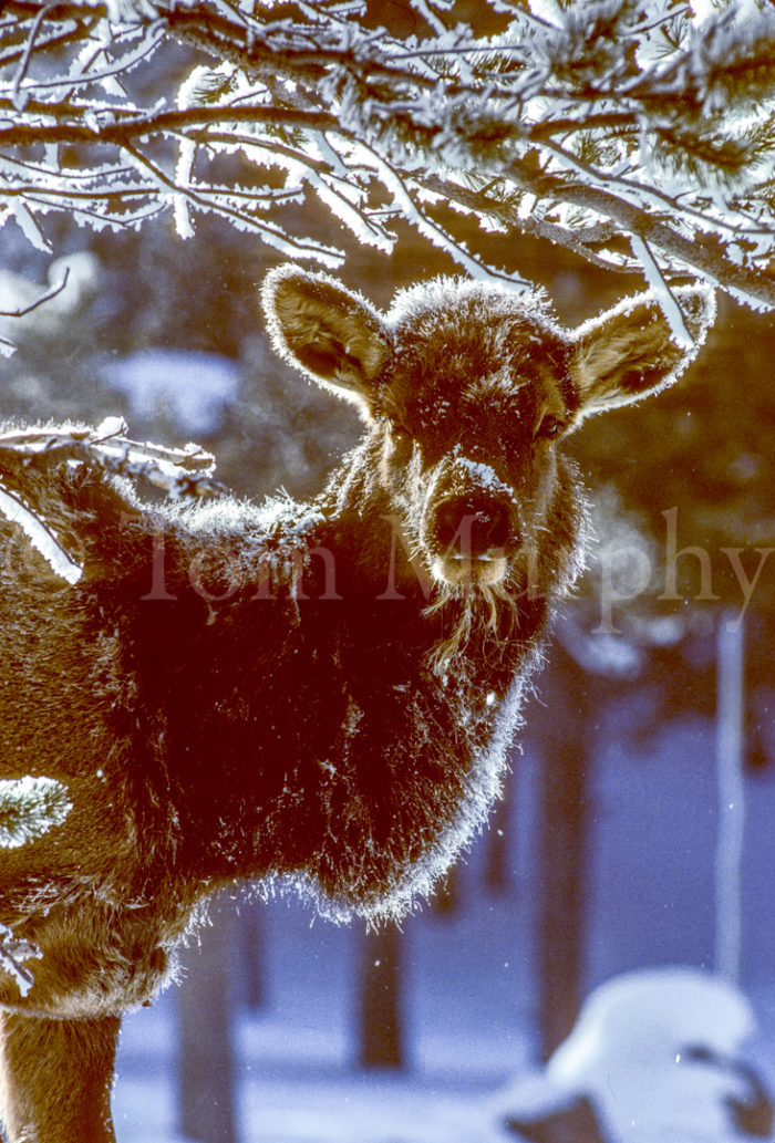 Elk Cow Frost