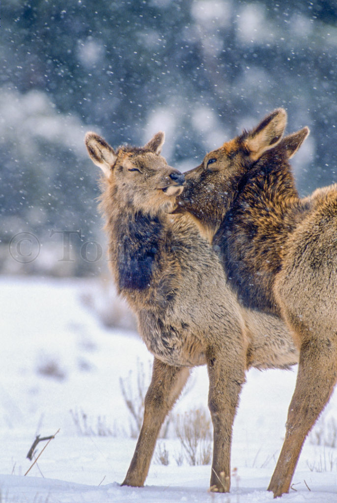 Elk Cow Grooming Calf Tom Murphy Photography