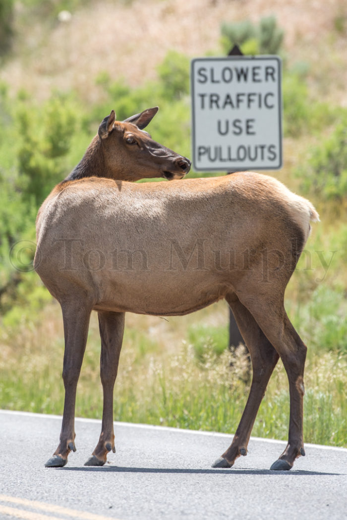 Elk Cow Sign Roadway