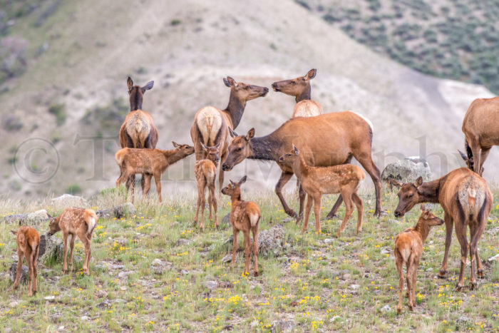 Elk Cows Calves
