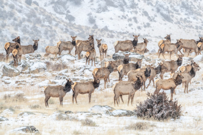 Elk Cows Herd