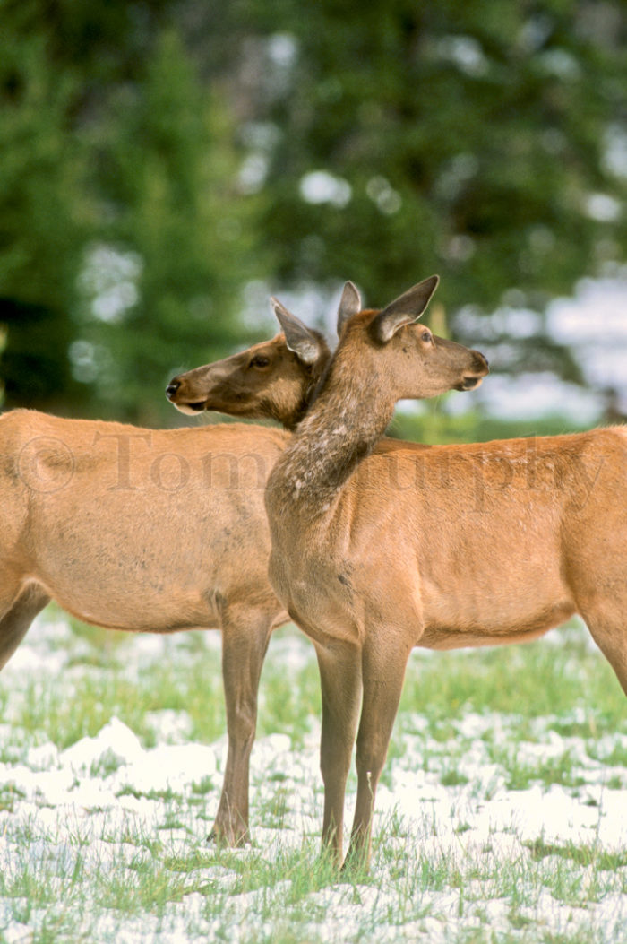 Elk Cows Looking Opposite