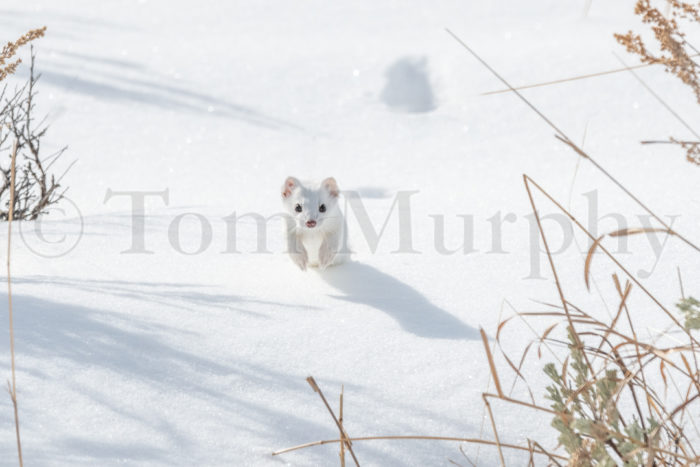 Ermine Jumping