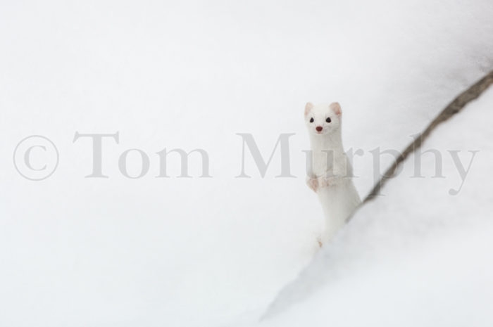 Ermine Rock